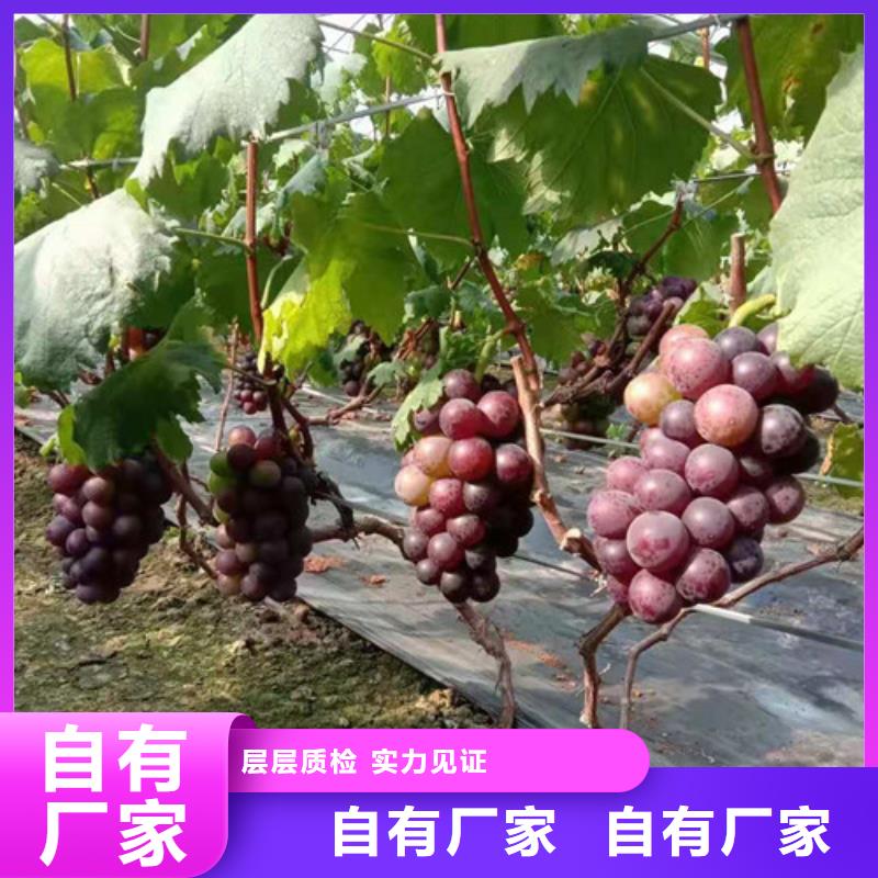 【葡萄】苹果苗粘木质量好