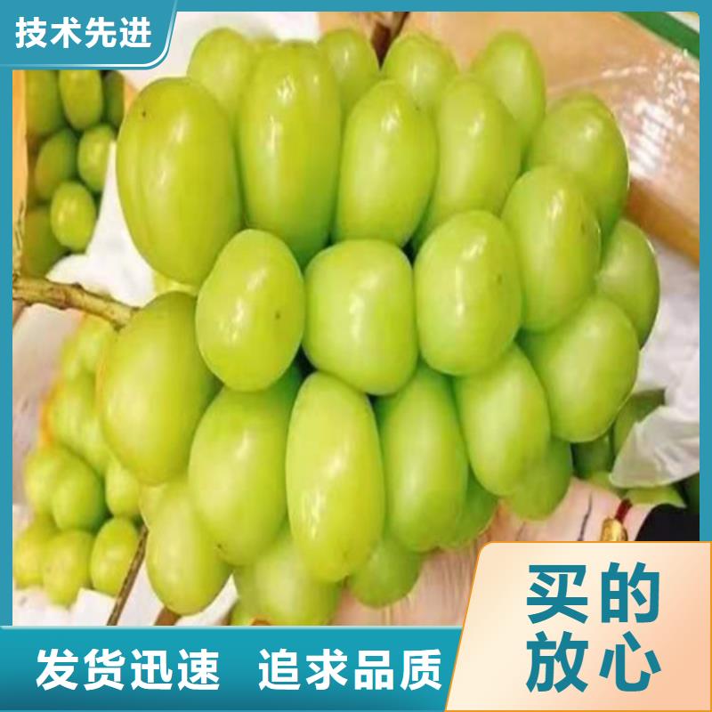 葡萄【草莓苗】全新升级品质保障