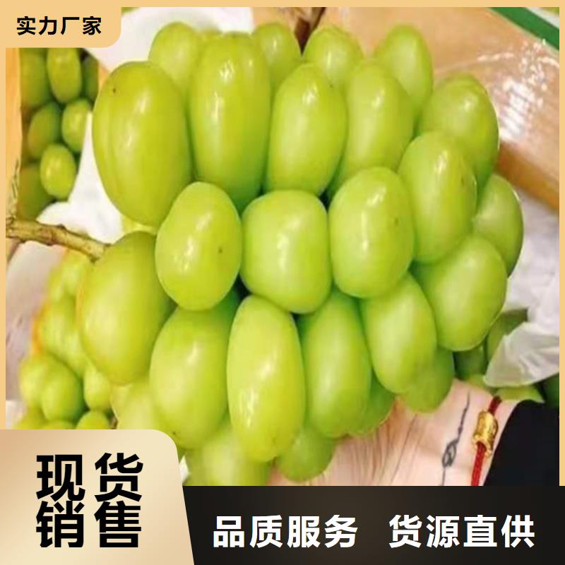 葡萄红耔山楂苗一站式采购商