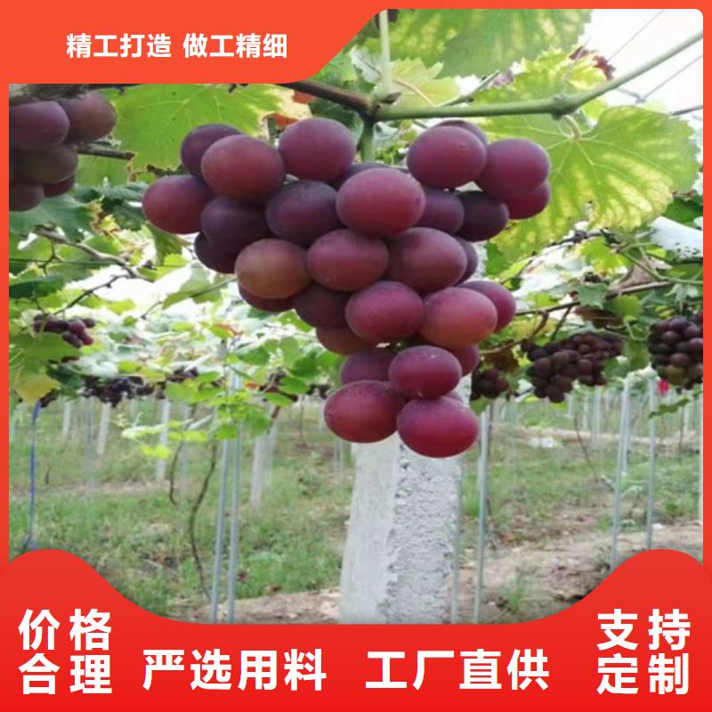 【葡萄】,大红袍花椒苗您身边的厂家