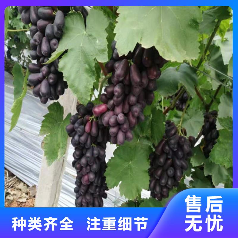 葡萄珍珠油杏可放心采购