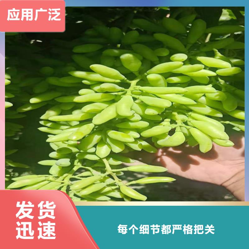 【葡萄】苹果苗粘木质量好