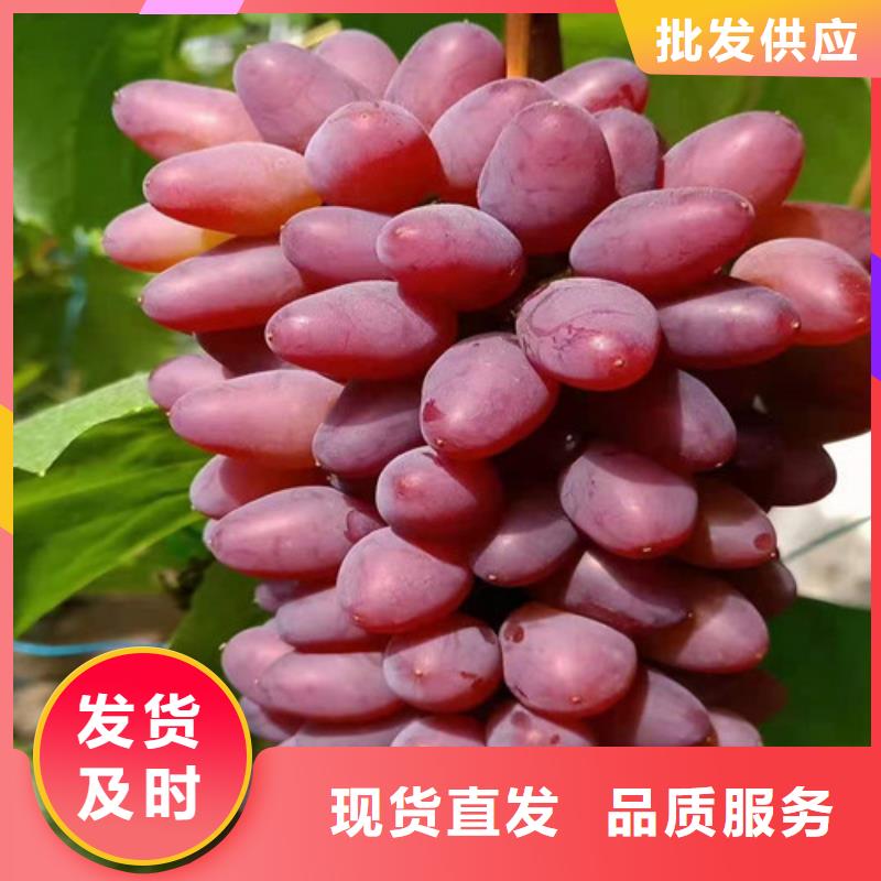 葡萄板栗苗支持定制