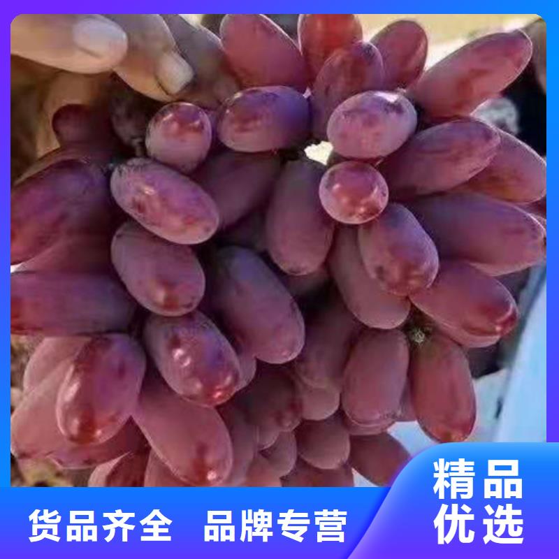 直供兴业葡萄蓝莓苗性能稳定