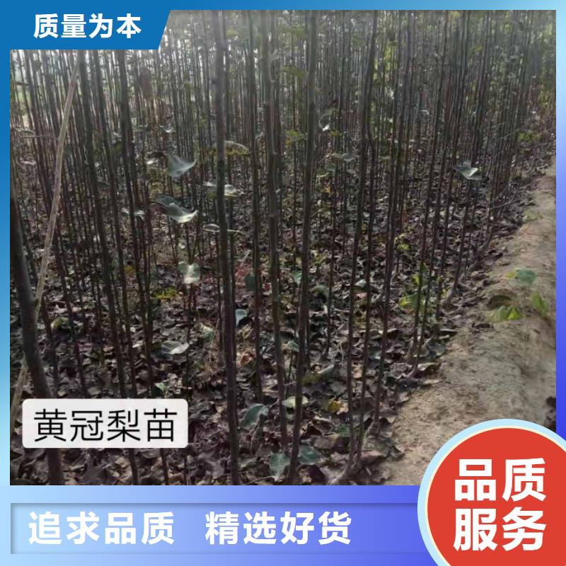 梨梨树苗基地设备齐全支持定制