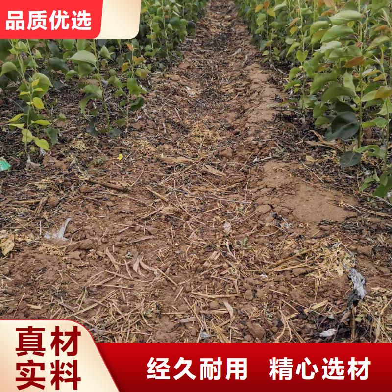 梨梨树苗基地设备齐全支持定制