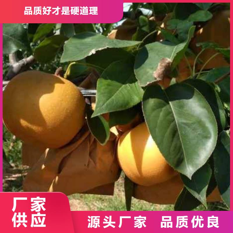 梨香酥梨树苗满足多种行业需求