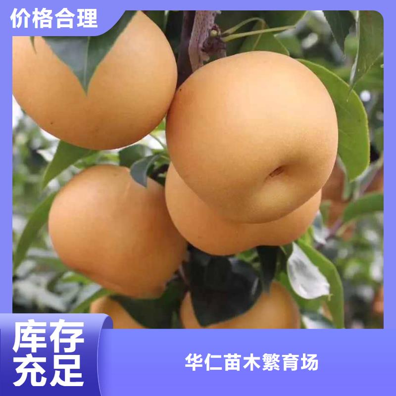 梨皇冠梨树苗优质原料
