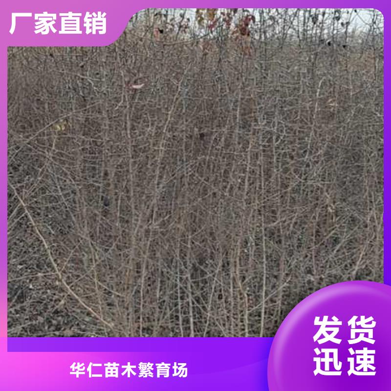 杜梨梨树苗基地价格实惠