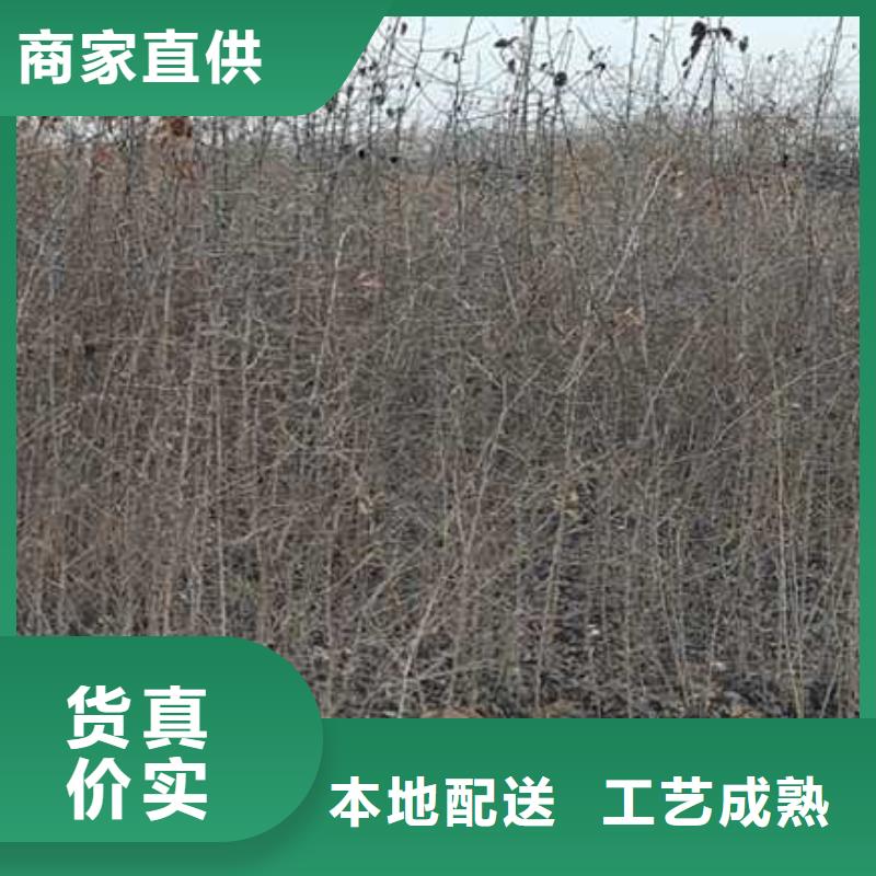 杜梨梨树苗基地价格透明