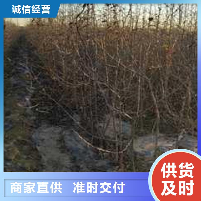 杜梨梨树苗基地价格实惠