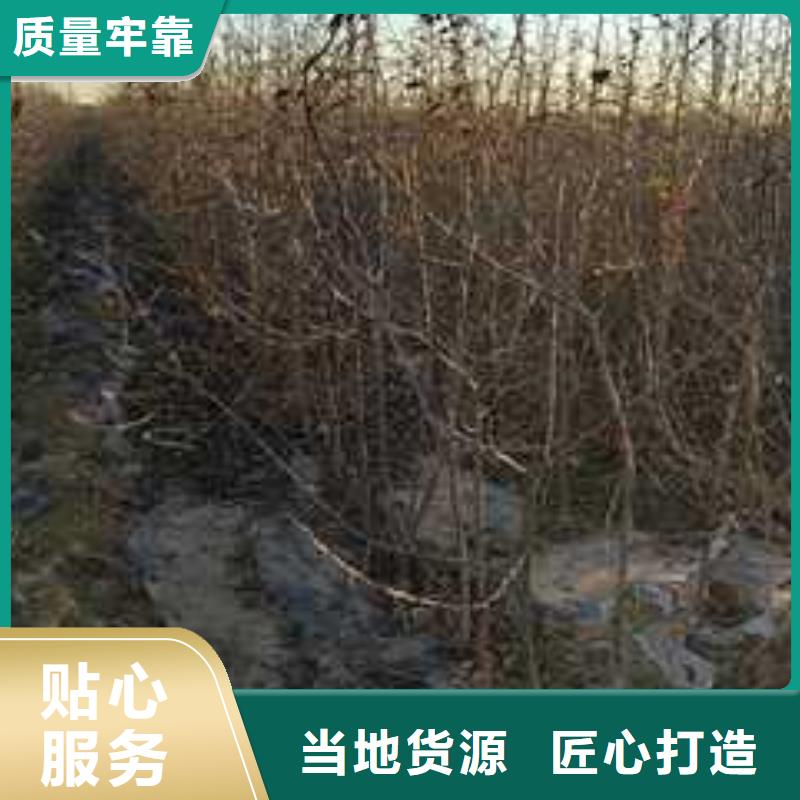 杜梨_海棠苗工艺层层把关