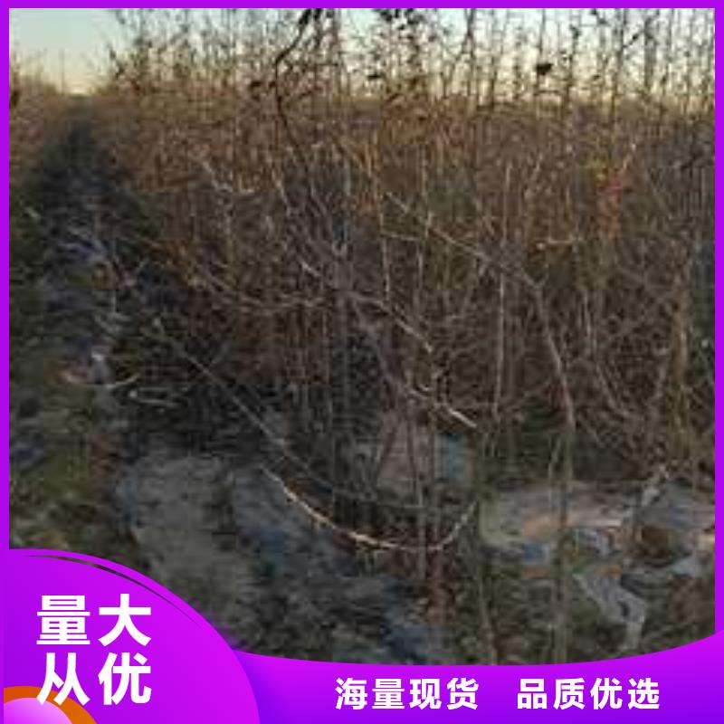 杜梨梨树苗基地为您精心挑选