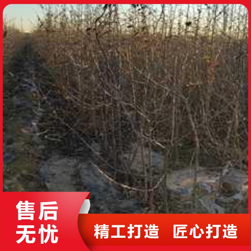 【杜梨梨树苗基地用心经营】