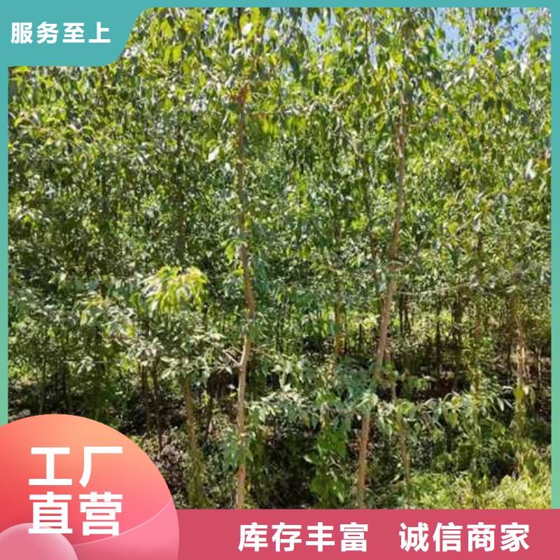 杜梨【海棠苗】精挑细选好货