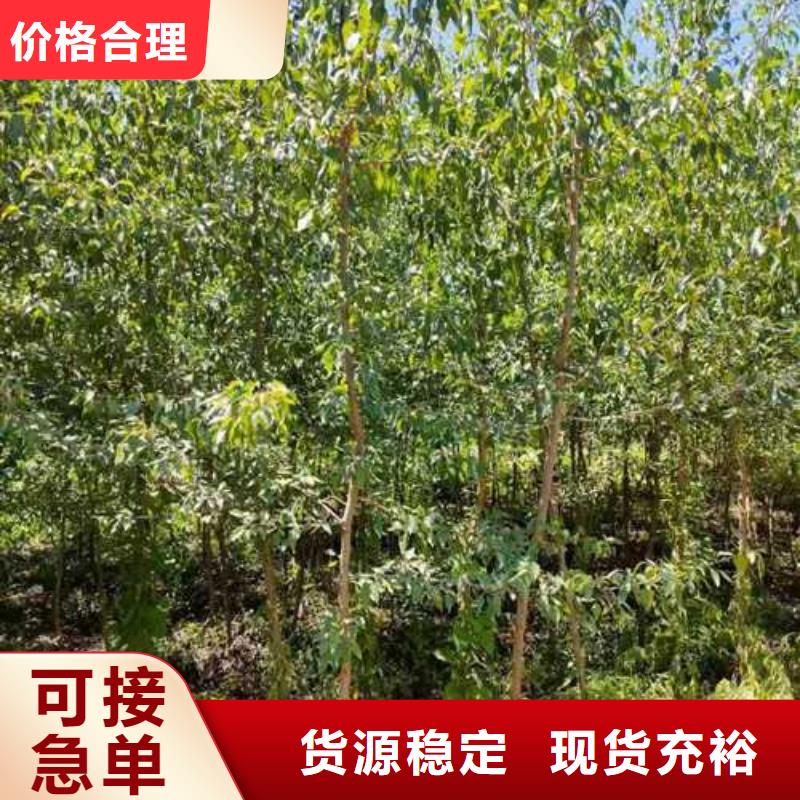 杜梨杜梨苗品质信得过