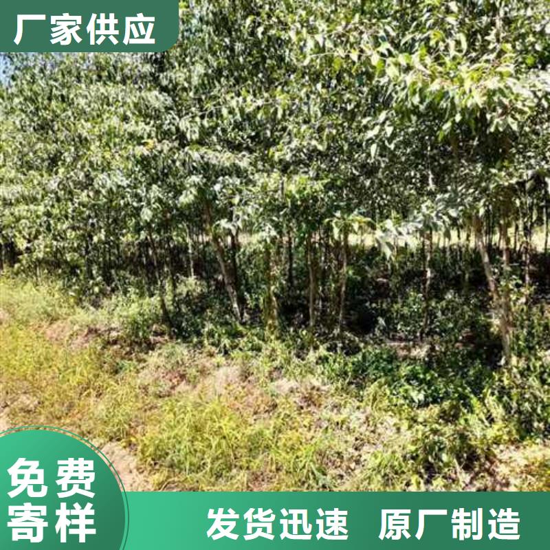 杜梨梨树苗基地按需定制