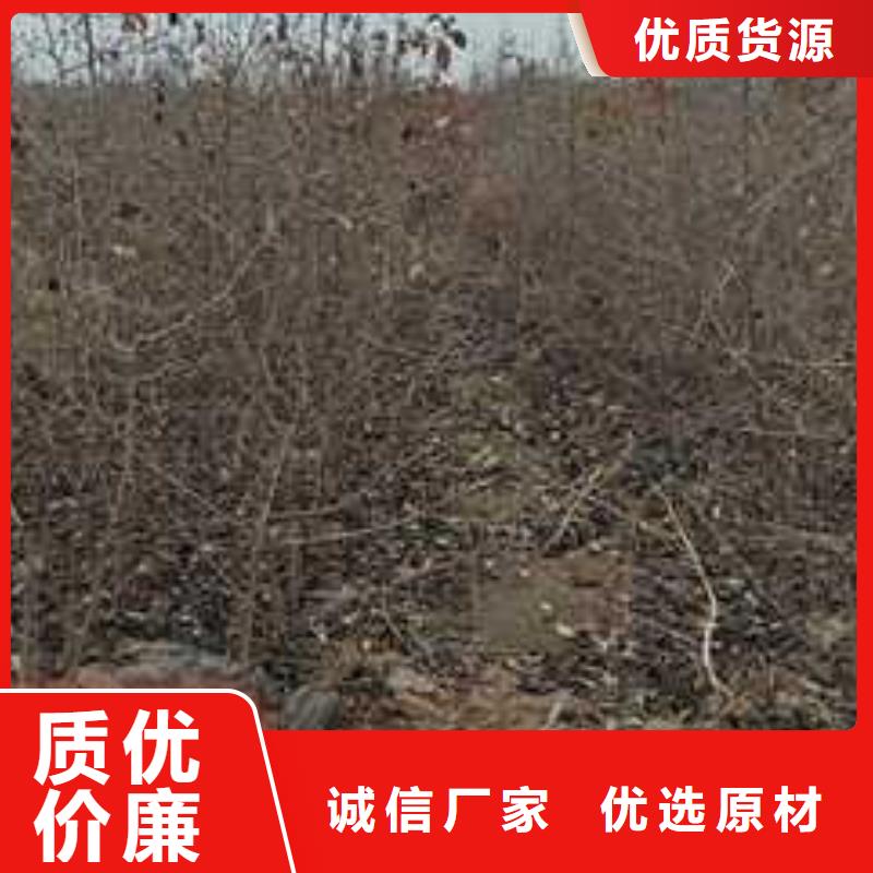 杜梨梨树苗基地严格把控质量