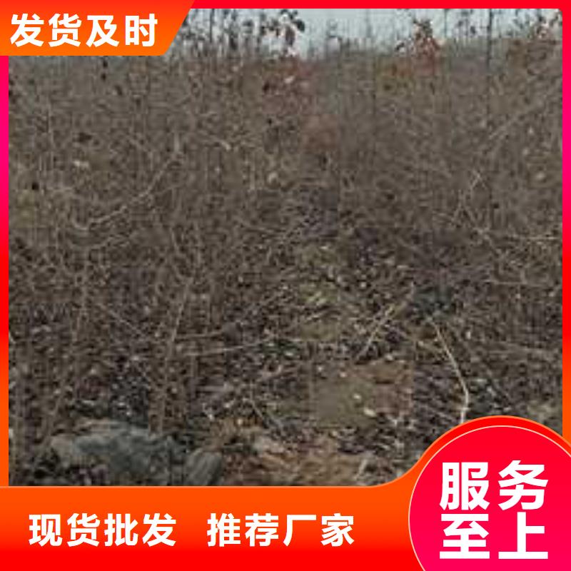 杜梨【梨树苗基地】源头把关放心选购