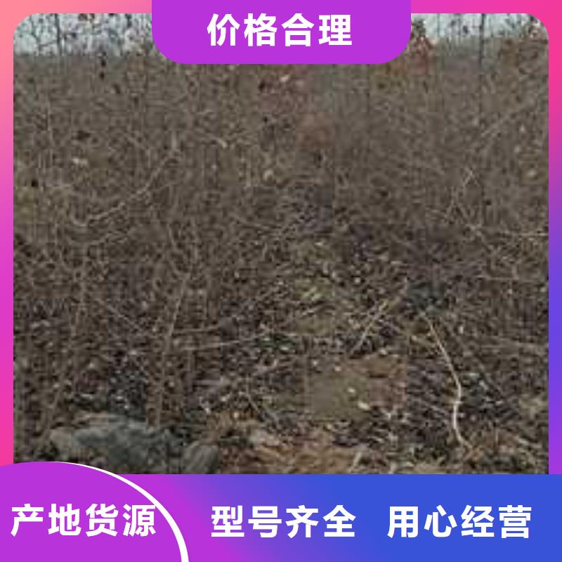 杜梨梨树苗基地严格把控质量