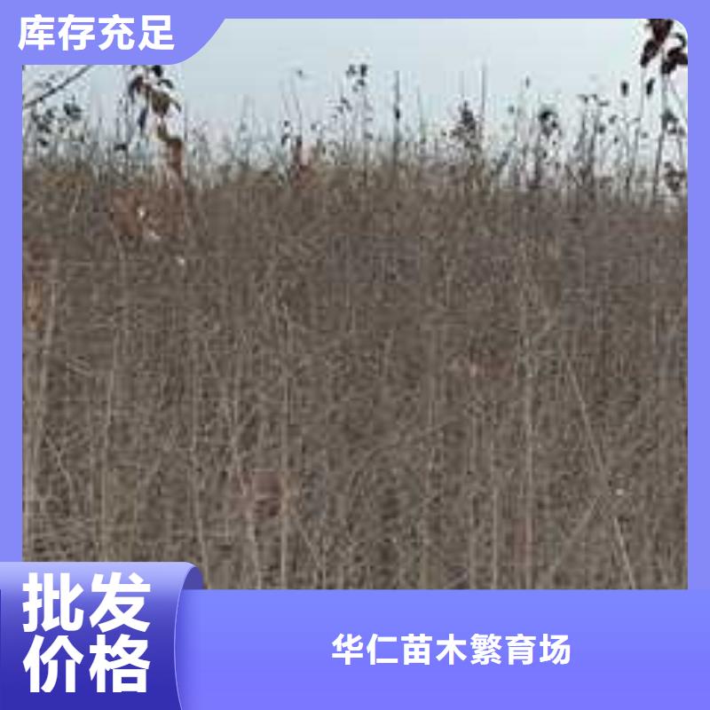 杜梨海棠苗定制不额外收费