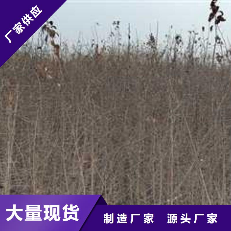 杜梨梨树苗基地设计制造销售服务一体