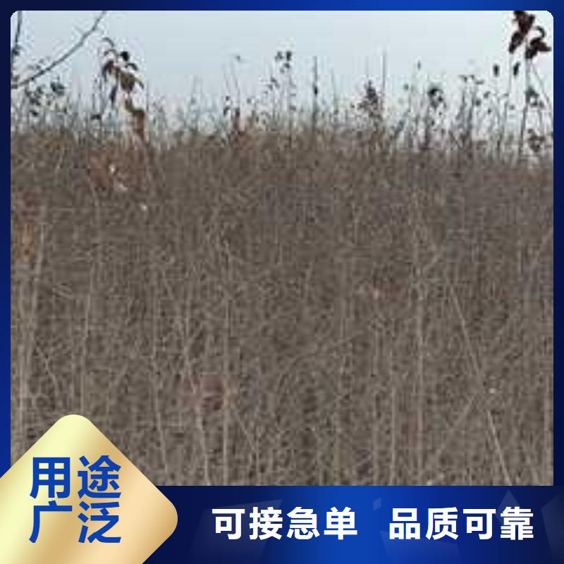 杜梨梨树苗基地专注质量