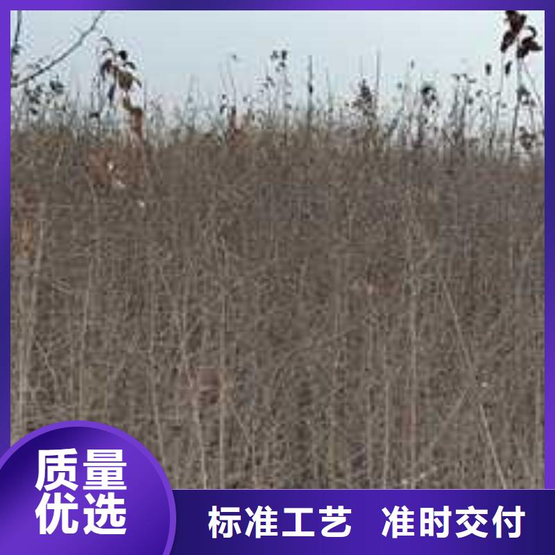 杜梨【玉露香梨树苗】适用范围广