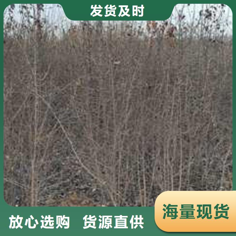 杜梨香酥梨树苗严格把控每一处细节
