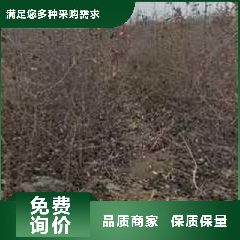 杜梨梨树苗基地专注质量