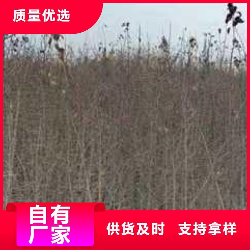 杜梨山桃苗价格低