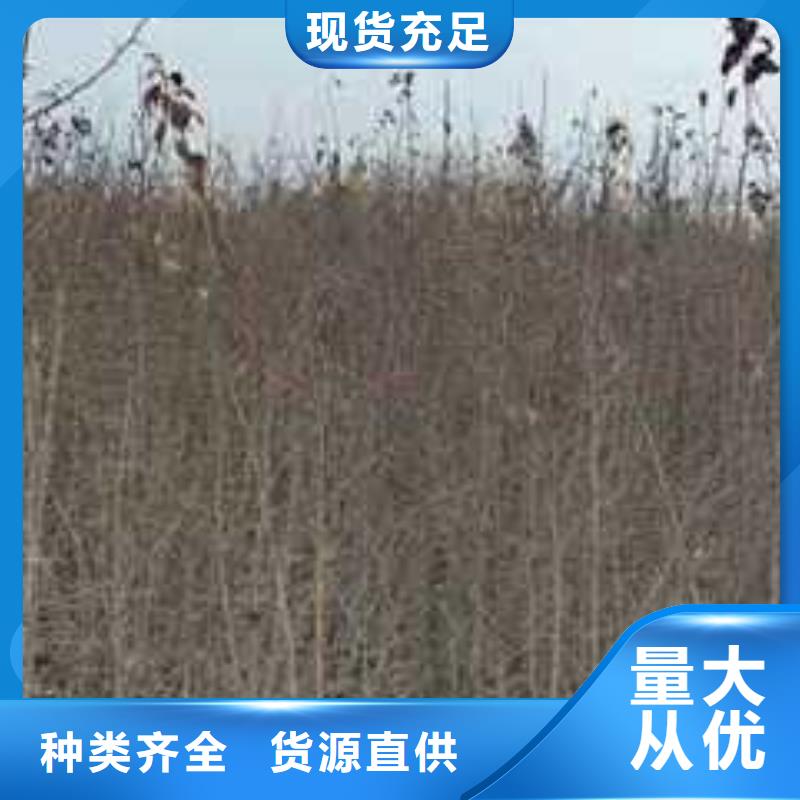 杜梨皇冠梨树苗一站式采购商家