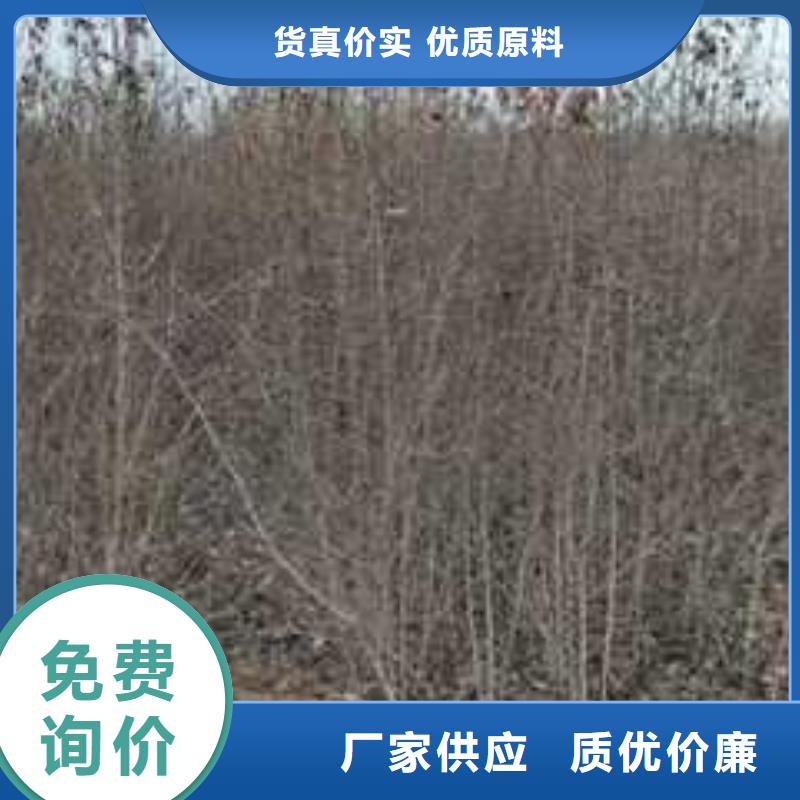 杜梨,秋月梨树苗不只是质量好