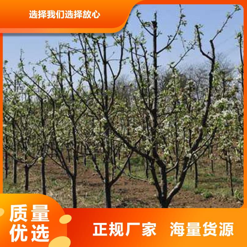 杜梨【梨树苗基地】匠心制造