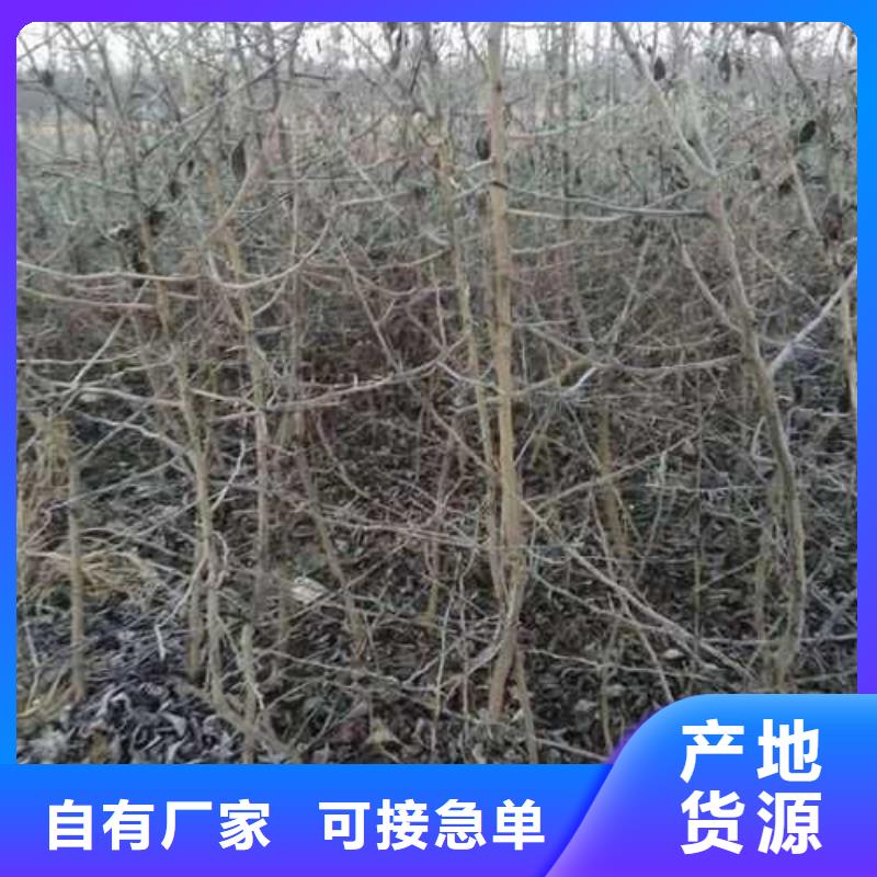 杜梨奥红全红梨树苗好货直销