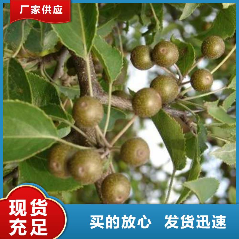 杜梨【皇冠梨树苗】按需定制真材实料