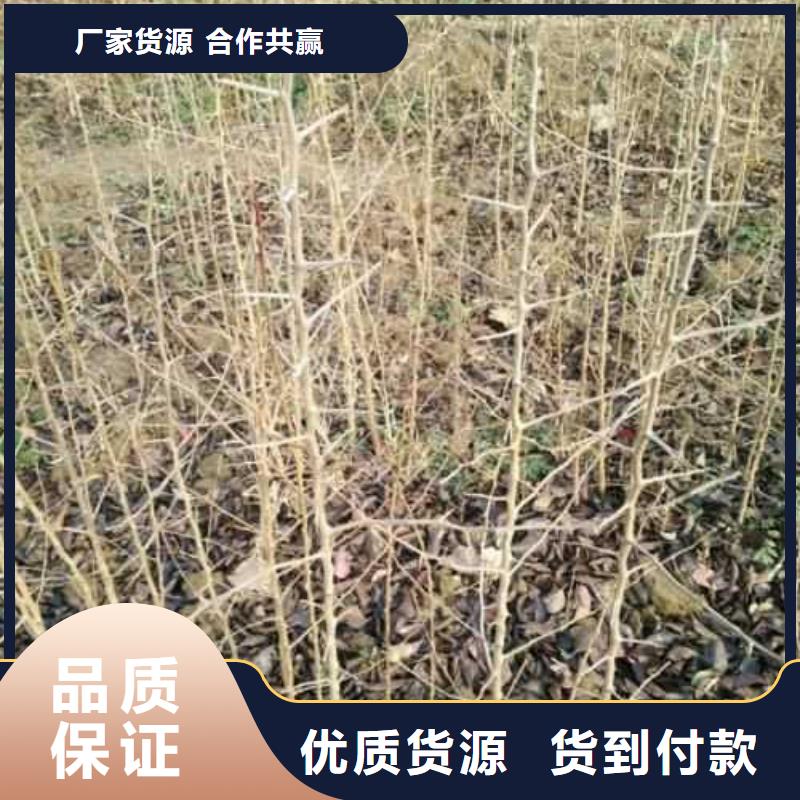 杜梨新梨7号梨树苗厂家货源