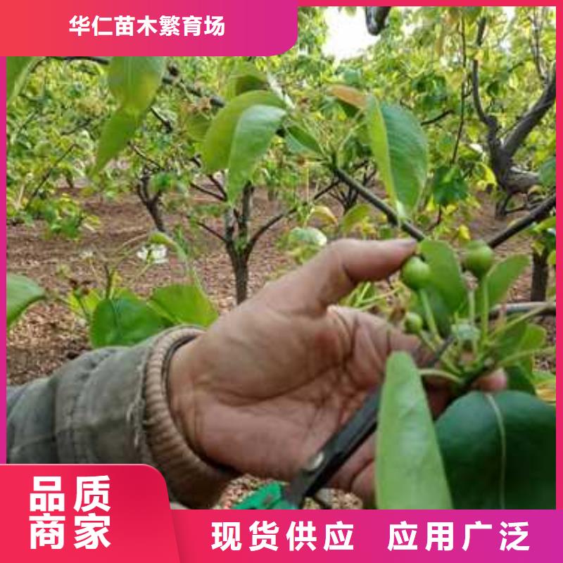 杜梨瑞蟠101桃树苗厂家规格全