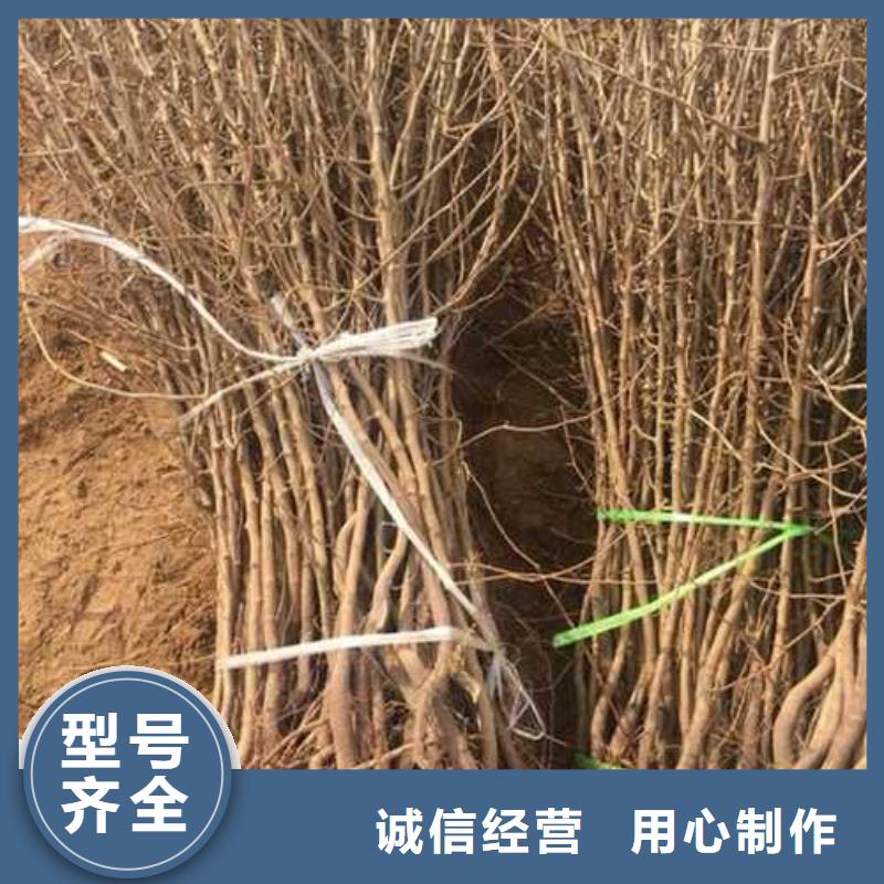 杜梨黄冠梨树苗产品细节