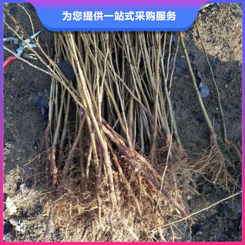 【杜梨】梨树苗基地专注品质