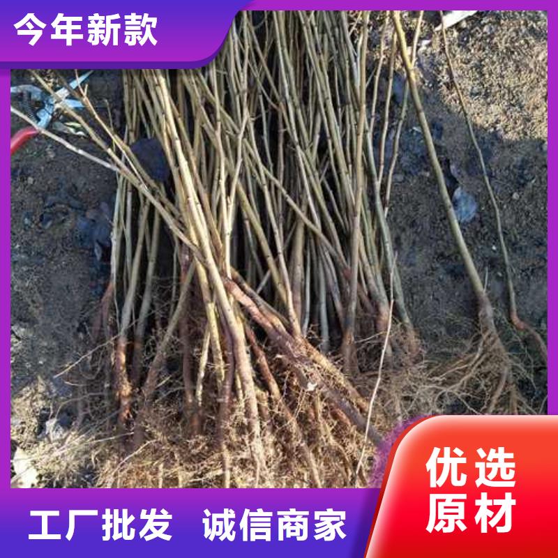 杜梨瑞蟠101桃树苗用的放心