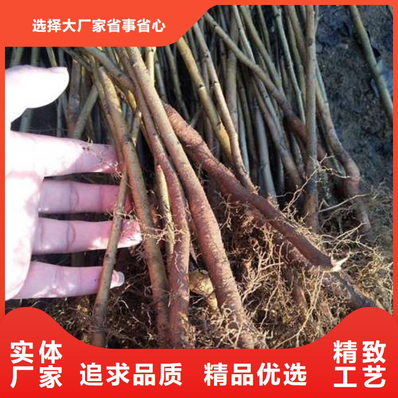 【杜梨梨树苗基地用心经营】