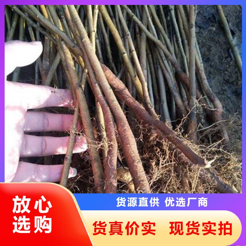 杜梨皇冠梨树苗用心制作