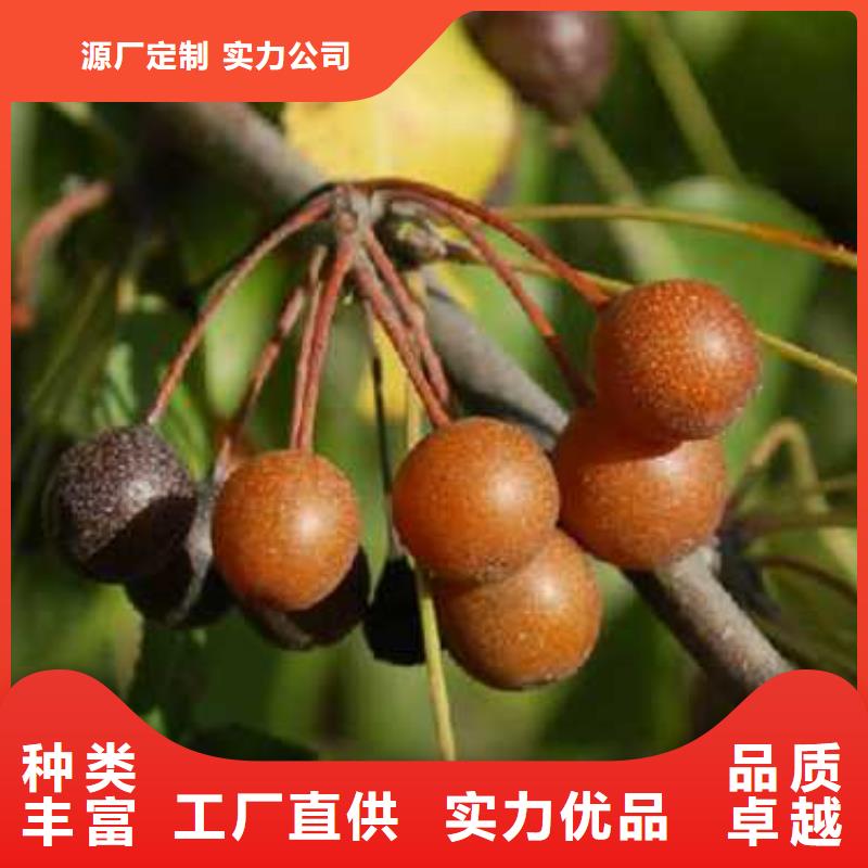 杜梨_红香酥梨树苗工艺精细质保长久