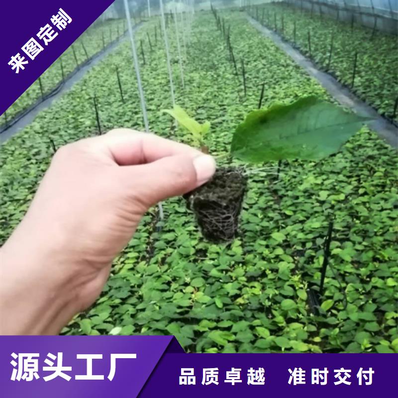 北美冬青苹果苗标准工艺