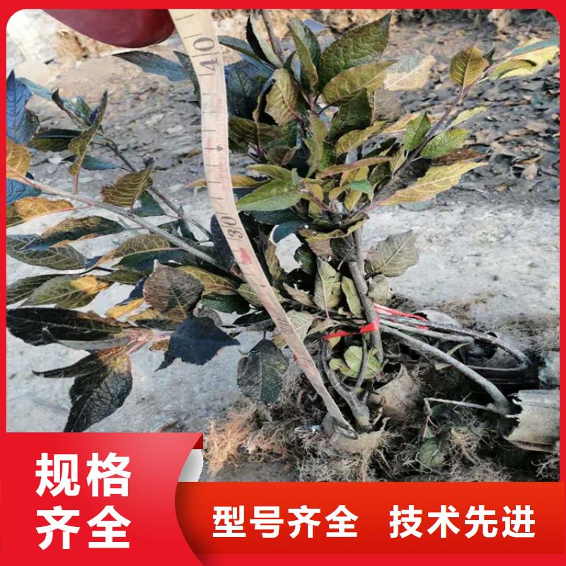 北美冬青苹果苗标准工艺