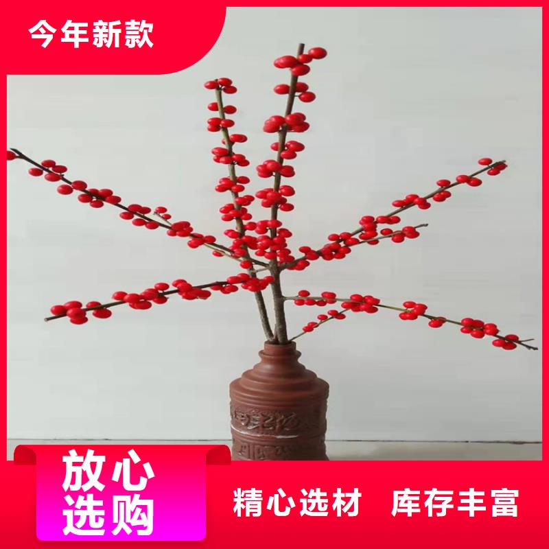北美冬青蓝莓苗厂家直销值得选择