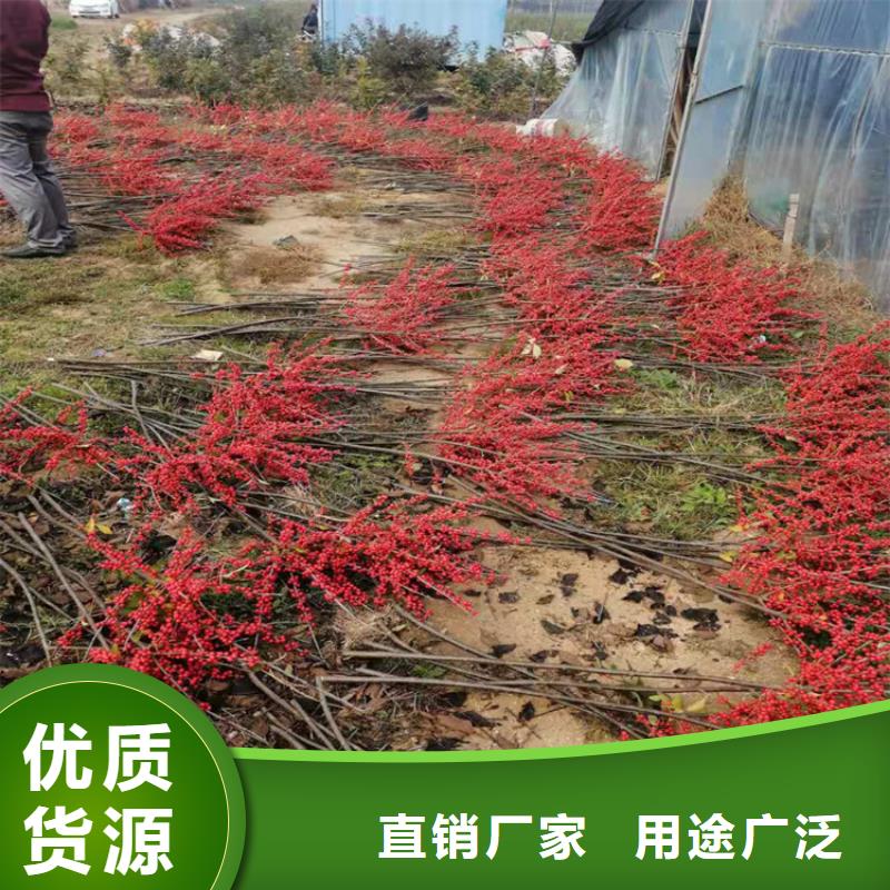 北美冬青苹果苗好品质售后无忧