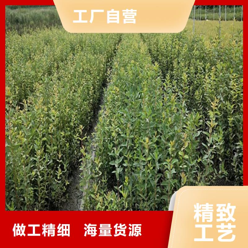 北美冬青桃树苗工厂直销