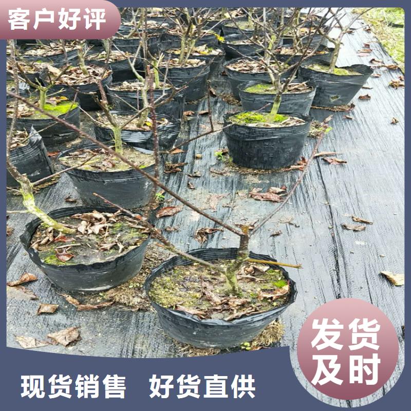北美冬青苹果苗好品质售后无忧